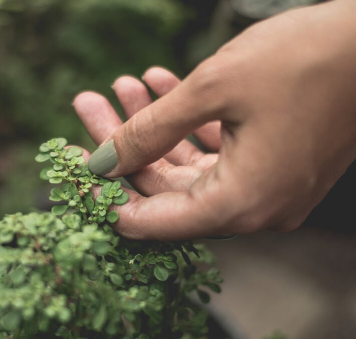 Aenean dignissim pellentesque